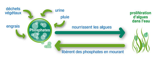 schéma de l'évolution du phosphate dans l'eau de piscine